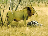 Kruger-lion---SA-Tourism.jpg